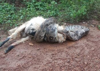 ಕಡಬ : ಸುಮಾರು 40ಕೆಜಿ ತೂಕದ ಆಡನ್ನು ನುಂಗಲು ಯತ್ನಿಸಿದ ಹೆಬ್ಬಾವು..!!!