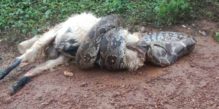 ಕಡಬ : ಸುಮಾರು 40ಕೆಜಿ ತೂಕದ ಆಡನ್ನು ನುಂಗಲು ಯತ್ನಿಸಿದ ಹೆಬ್ಬಾವು..!!!