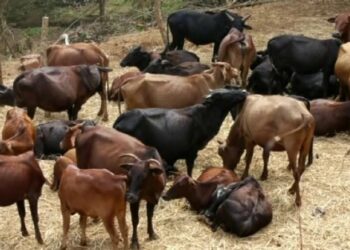 ಜಾನುವಾರು ಸಾಗಾಟಕ್ಕೆ ಆನ್‌ಲೈನ್‌ ಪರವಾನಿಗೆ..!!!