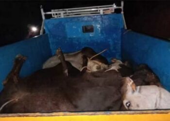 ಉಳ್ಳಾಲ: ಅಕ್ರಮ ಗೋ ಸಾಗಾಟ : ಬಜರಂಗದಳ ಕಾರ್ಯಕರ್ತರಿಂದ ರಕ್ಷಣೆ