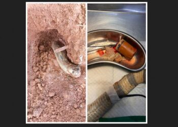 ಕರಾವಳಿಯಲ್ಲಿ ಹಾವಿಗೂ ಆಪರೇಶನ್ : ನಾಗರಹಾವಿನ ಉದರದಲ್ಲಿತ್ತು ಸುಣ್ಣದ ಡಬ್ಬಿ