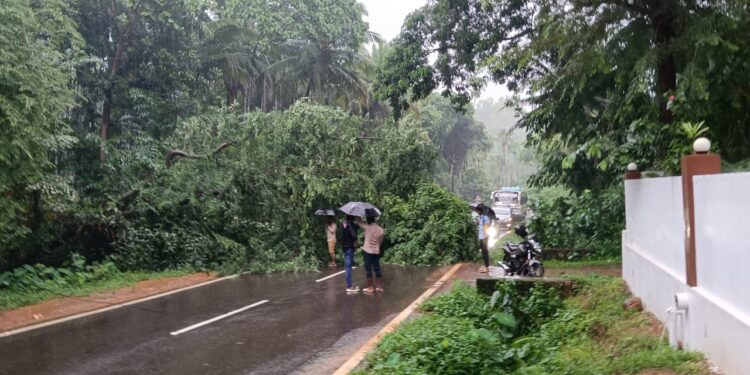 ವೀರಕಂಭ : ರಸ್ತೆಗೆ ಅಡ್ಡಲಾಗಿ ಬಿದ್ದ ಮರ : ಗ್ರಾ.ಪಂಚಾಯತ್ ಅಧ್ಯಕ್ಷ ಹಾಗೂ ಸ್ಥಳೀಯರಿಂದ ತೆರವು