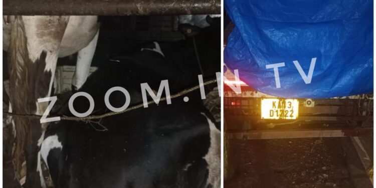 ಪುತ್ತೂರು : ಹಿಂ.ಜಾ.ವೇ ಕಾರ್ಯಾಚರಣೆ : ಅಕ್ರಮ ಗೋ ಸಾಗಾಟ ತಡೆದು ಪೊಲೀಸರಿಗೊಪ್ಪಿಸಿದ ಕಾರ್ಯಕರ್ತರು