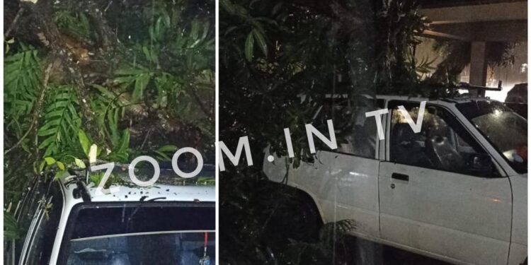 ಪಡೀಲ್ : ನಿಲ್ಲಿಸಿದ್ದ ಕಾರಿನ ಮೇಲೆ ಬಿದ್ದ ಮರ : ಕಾರಿಗೆ ಹಾನಿ ..!!!