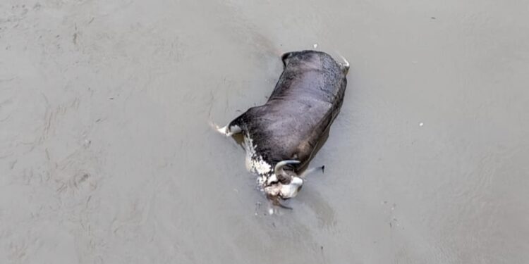 ಕಡಬ: ಬೃಹತ್ ಗಾತ್ರದ ಕಾಡುಕೋಣದ ಮೃತದೇಹ ನದಿಯಲ್ಲಿ ಪತ್ತೆ..!!!