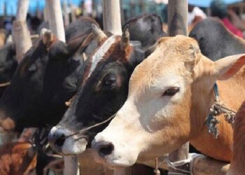 ಕಾಲುಬಾಯಿ ಜ್ವರ : ಕೇರಳದಿಂದ ದಕ್ಷಿಣ ಕನ್ನಡಕ್ಕೆ ಜಾನುವಾರು ಸಾಗಾಟ ನಿಷೇಧ- ದ.ಕ. ಜಿಲ್ಲಾಧಿಕಾರಿ