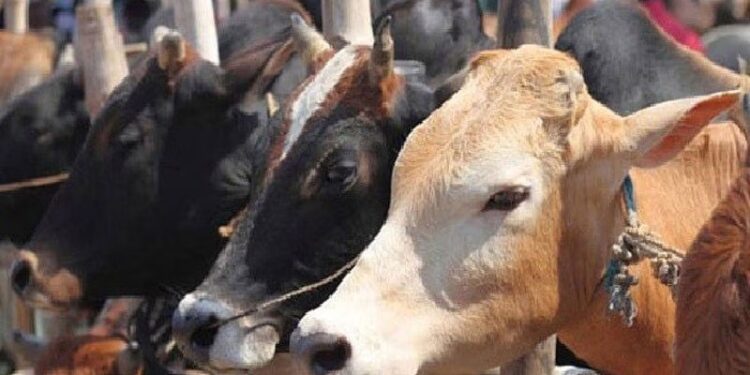 ಕಾಲುಬಾಯಿ ಜ್ವರ : ಕೇರಳದಿಂದ ದಕ್ಷಿಣ ಕನ್ನಡಕ್ಕೆ ಜಾನುವಾರು ಸಾಗಾಟ ನಿಷೇಧ- ದ.ಕ. ಜಿಲ್ಲಾಧಿಕಾರಿ