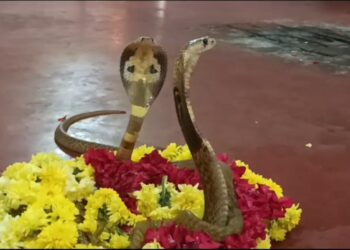 ಉಡುಪಿಯ ಈ ಜಾಗದಲ್ಲಿ ಜೀವಂತ ಹಾವುಗಳಿಗೆ ನಡೆಯುತ್ತೆ ಪೂಜೆ ಜಲಾಭಿಷೇಕ..!!!