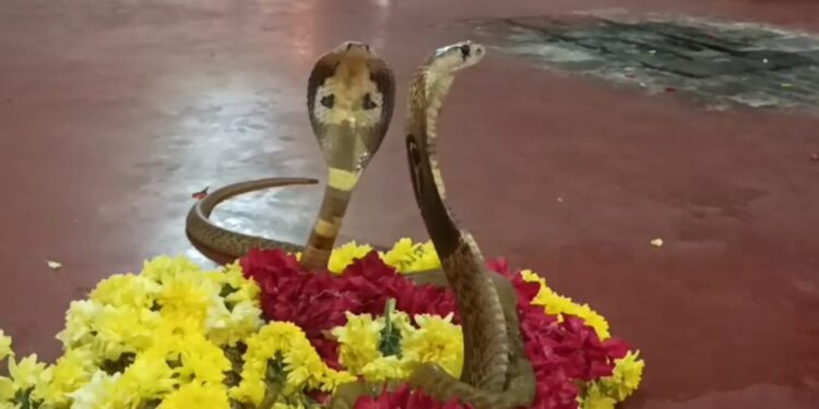 ಉಡುಪಿಯ ಈ ಜಾಗದಲ್ಲಿ ಜೀವಂತ ಹಾವುಗಳಿಗೆ ನಡೆಯುತ್ತೆ ಪೂಜೆ ಜಲಾಭಿಷೇಕ..!!!