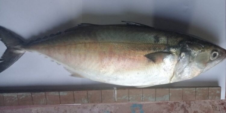 ಕಾರವಾರದಲ್ಲಿ ಅತೀ ದೊಡ್ಡ ‘ಬಂಗುಡೆ’ ಮೀನು ಪತ್ತೆ