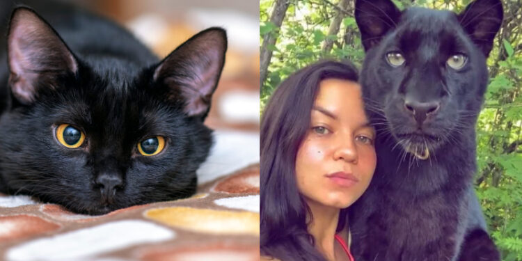 ರಸ್ತೆಯಲ್ಲಿ ಸಿಕ್ಕಿದ್ದು ಬೆಕ್ಕಿನ ಮರಿಯೆಂದು ಸಾಕಿದಳು : ಕೊನೆಗೆ ಗೊತ್ತಾಯ್ತು ಅದು ಬೇರೆಯೇ ಎಂದು..!! ಏನದು..!??