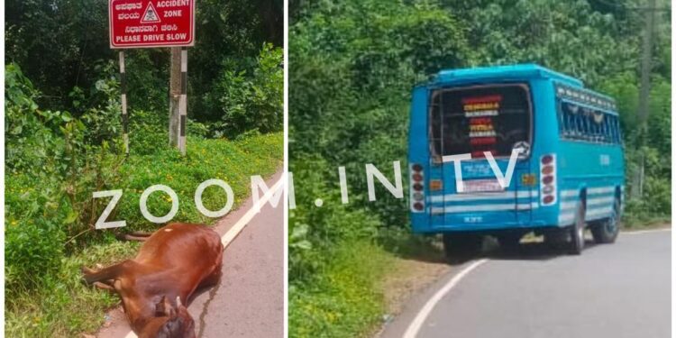 ವಿಟ್ಲ : ಖಾಸಗಿ ಬಸ್ ಡಿಕ್ಕಿ : ದನ ಮೃತ್ಯು..!!!