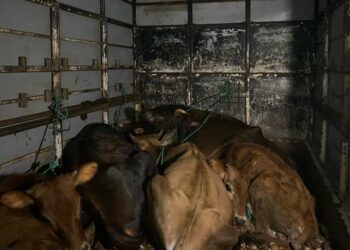 ಸುಬ್ರಹ್ಮಣ್ಯ : ಅಕ್ರಮ ಜಾನುವಾರು ಸಾಗಾಟ : ವಾಹನ ಸಮೇತ ವಶಕ್ಕೆ ಪಡೆದ ಪೊಲೀಸರು..!!!