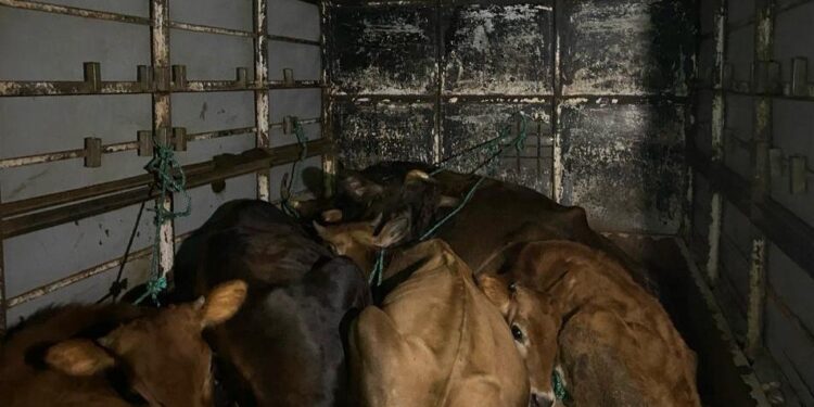 ಸುಬ್ರಹ್ಮಣ್ಯ : ಅಕ್ರಮ ಜಾನುವಾರು ಸಾಗಾಟ : ವಾಹನ ಸಮೇತ ವಶಕ್ಕೆ ಪಡೆದ ಪೊಲೀಸರು..!!!