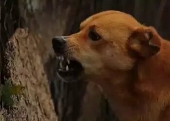 ನೆರೆಮನೆಯ ನಾಯಿ ಕಚ್ಚಿರೋದನ್ನು ಹೇಳದೆ ಮುಚ್ಚಿಟ್ಟಿದ್ದ ಬಾಲಕ : ತಿಂಗಳ ಬಳಿಕ ರೇಬಿಸ್‍ನಿಂದ ಸಾವು