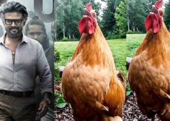 ಕೋಳಿ ಕೇಳಿ ಜೈಲರ್ ಸಾಂಗ್ ಹುಟ್ಟಿದ್ಯಾ..!!! ಜೈಲರ್‌ ಸಿನಿಮಾದ ಮ್ಯೂಸಿಕ್‌ ನ ಹಾಗೆ ಕೂಗುತ್ತೆ ಕೋಳಿ‌..!!!
