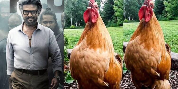 ಕೋಳಿ ಕೇಳಿ ಜೈಲರ್ ಸಾಂಗ್ ಹುಟ್ಟಿದ್ಯಾ..!!! ಜೈಲರ್‌ ಸಿನಿಮಾದ ಮ್ಯೂಸಿಕ್‌ ನ ಹಾಗೆ ಕೂಗುತ್ತೆ ಕೋಳಿ‌..!!!