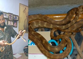 ಪುತ್ತೂರು : ಅಪರೂಪದ ಹಾವು ಪತ್ತೆ : ಉರಗತಜ್ಞ ತೇಜಸ್ ರಿಂದ ರಕ್ಷಣೆ
