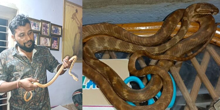 ಪುತ್ತೂರು : ಅಪರೂಪದ ಹಾವು ಪತ್ತೆ : ಉರಗತಜ್ಞ ತೇಜಸ್ ರಿಂದ ರಕ್ಷಣೆ