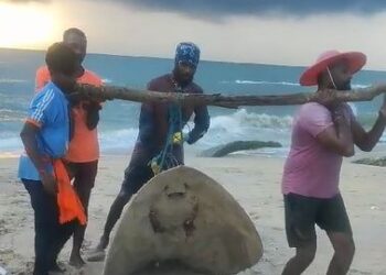 ಮೀನುಗಾರರ ಬಲೆಗೆ ಬಿದ್ದ ದೈತ್ಯ ಪಿಲಿ ತೊರಕೆ..!