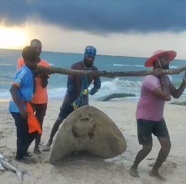 ಮೀನುಗಾರರ ಬಲೆಗೆ ಬಿದ್ದ ದೈತ್ಯ ಪಿಲಿ ತೊರಕೆ..!