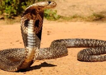 ನಾಗರಹಾವಿಗೆ ಡೀಸೆಲ್ ಎರಚಿದಾತ ಅಸ್ವಸ್ಥ : ಆಸ್ಪತ್ರೆಗೆ ದಾಖಲು..!!