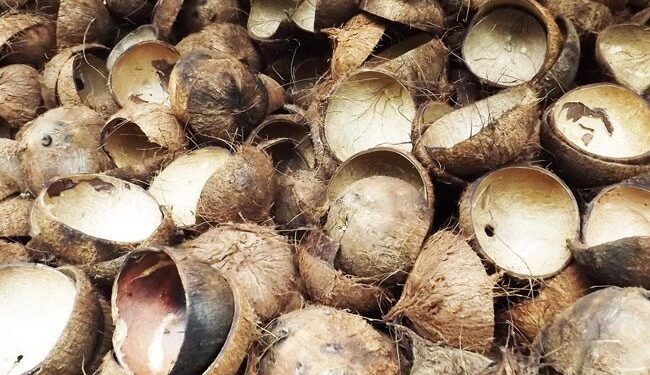 ರೈತರ ಪಾಲಿಗೆ ಆದಾಯ ಮೂಲವಾದ ತೆಂಗಿನ ಕಾಯಿ ಚಿಪ್ಪು : ಮಾರುಕಟ್ಟೆಯಲ್ಲಿ ಭಾರೀ ಡಿಮ್ಯಾಂಡ್..!!!