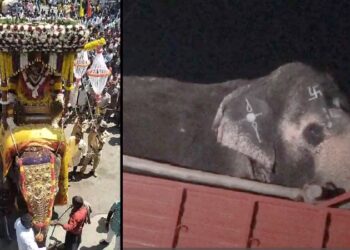 ಅಂಬಾರಿ ಹೊತ್ತಿದ್ದ ಆನೆ ಸಾಗಿಸುತ್ತಿದ್ದ ಲಾರಿ ಅಪಘಾತ : ಚಾಲಕ ಸಾವು