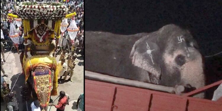 ಅಂಬಾರಿ ಹೊತ್ತಿದ್ದ ಆನೆ ಸಾಗಿಸುತ್ತಿದ್ದ ಲಾರಿ ಅಪಘಾತ : ಚಾಲಕ ಸಾವು