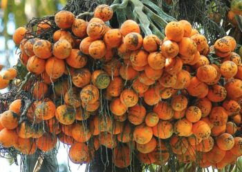 ಬಂಟ್ವಾಳ : ತೋಟಕ್ಕೆ ಅಕ್ರಮ ಪ್ರವೇಶ ಮಾಡಿ ಅಡಿಕೆ ಕಳ್ಳತನ ಆರೋಪ : ಮಹಿಳೆ ಸಹಿತ ಇತರರ ವಿರುದ್ಧ ಪ್ರಕರಣ ದಾಖಲು