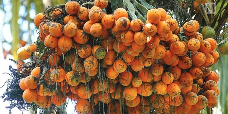 ಬಂಟ್ವಾಳ : ತೋಟಕ್ಕೆ ಅಕ್ರಮ ಪ್ರವೇಶ ಮಾಡಿ ಅಡಿಕೆ ಕಳ್ಳತನ ಆರೋಪ : ಮಹಿಳೆ ಸಹಿತ ಇತರರ ವಿರುದ್ಧ ಪ್ರಕರಣ ದಾಖಲು