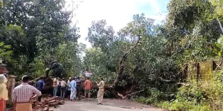 ಪುತ್ತೂರು : ಕಲ್ಲಿಮಾರ್ ನಲ್ಲಿ ರಸ್ತೆಗೆ ಅಡ್ಡಲಾಗಿ ಬಿದ್ದ ಬೃಹತ್ ಗಾತ್ರದ ಮರ : ವಿದ್ಯುತ್ ಕಂಬ, ಕಾಂಪೌಂಡ್ ಗೆ ಹಾನಿ