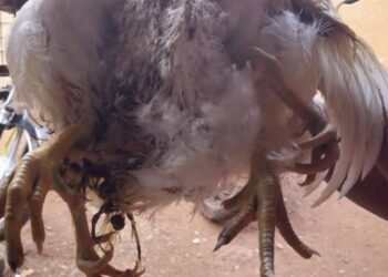 ಸುಳ್ಯದ ಚಿಕನ್ ಸೆಂಟರೊಂದರಲ್ಲಿ ನಾಲ್ಕು ಕಾಲುಗಳ ಕೋಳಿ ಪತ್ತೆ..!!