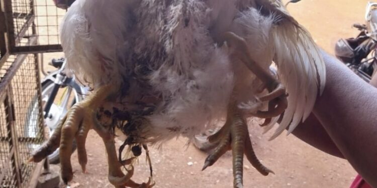 ಸುಳ್ಯದ ಚಿಕನ್ ಸೆಂಟರೊಂದರಲ್ಲಿ ನಾಲ್ಕು ಕಾಲುಗಳ ಕೋಳಿ ಪತ್ತೆ..!!