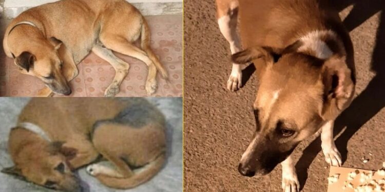 ಮೂರು ಬೀದಿ ನಾಯಿಗಳು ನಾಪತ್ತೆ ಕೇಸ್ : ಹುಡುಕಿಕೊಟ್ಟವರಿಗೆ ನಗದು ಬಹುಮಾನ ಘೋಷಣೆ