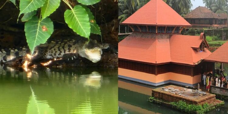 ಅನಂತಪುರ ಅನಂತಪದ್ಮನಾಭಸ್ವಾಮಿ ದೇವಸ್ಥಾನದಲ್ಲಿ ಹೊಸ ಮೊಸಳೆ ಪ್ರತ್ಯಕ್ಷ..!!