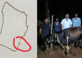 ಗೋಪೂಜೆ ವೇಳೆ ಬಂಗಾರದ ಸರ ನುಂಗಿದ ಹಸು : ಶಸ್ತ್ರಚಿಕಿತ್ಸೆ ಮಾಡಿ ಹೊರತೆಗೆದ ವೈದ್ಯರು