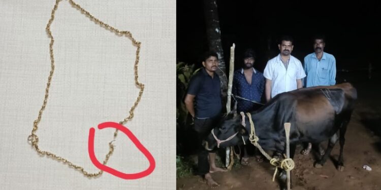 ಗೋಪೂಜೆ ವೇಳೆ ಬಂಗಾರದ ಸರ ನುಂಗಿದ ಹಸು : ಶಸ್ತ್ರಚಿಕಿತ್ಸೆ ಮಾಡಿ ಹೊರತೆಗೆದ ವೈದ್ಯರು