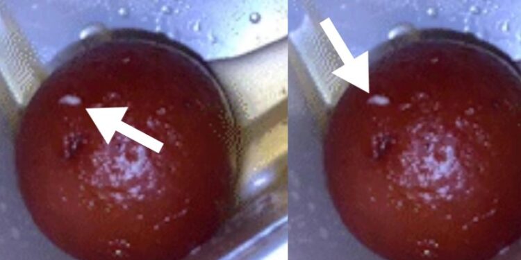 ಗುಲಾಬ್ ಜಾಮೂನ್ನಲ್ಲಿ ಕಾಣಿಸಿಕೊಂಡ ಬಿಳಿ ಬಣ್ಣದ ಹುಳ : ನಿಮ್ಮಿಷ್ಟದ ಪದಾರ್ಥ ತಿನ್ನುವಾಗ ಒಮ್ಮೆ ಚೆಕ್ ಮಾಡಿಕೊಳ್ಳಿ