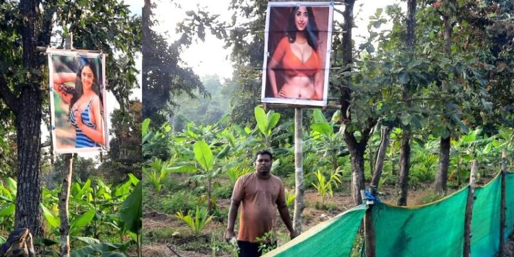 ರೈತನ ತೋಟ ಕಾಯುತ್ತಿದ್ದಾರೆ ಸಿನಿಮಾ ನಟಿಯರು : ಹೊಸ ಪ್ರಯೋಗಕ್ಕೆ ಅಚ್ಚರಿಗೊಂಡ ದಾರಿಹೋಕರು