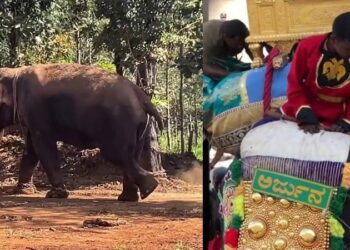 ಮೈಸೂರು ದಸರಾದಲ್ಲಿ 8 ಬಾರಿ ಅಂಬಾರಿ ಹೊತ್ತಿದ್ದ ಅರ್ಜುನ ಇನ್ನಿಲ್ಲ..!!!