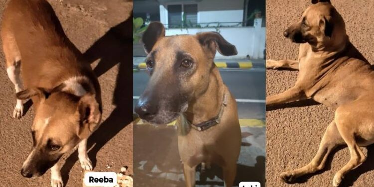 ಬೀದಿ ನಾಯಿಗಳ ಕಳ್ಕೊಂಡು ಪರಿತಪಿಸ್ತಿರುವ ಮಹಿಳೆ : ಹುಡುಕದಿರೋ ಜಾಗಗಳಿಲ್ಲ, ಅರಸದಿರುವ ಸ್ಥಳಗಳಿಲ್ಲ ; ಹುಡುಕಿ ಕೊಟ್ಟವರಿಗೆ 50 ಸಾವಿರ ಬಹುಮಾನ