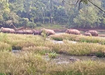 ಸುಳ್ಯ : ಮಂಡೆಕೋಲು ಗಡಿ ಪ್ರದೇಶದಲ್ಲಿ ಕಾಡಾನೆ ಹಿಂಡು ಪತ್ತೆ..!!