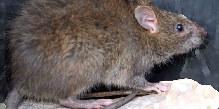 ಇಲಿ ಕಚ್ಚಿ 40 ದಿನದ ಮಗು ಸಾವು..!!