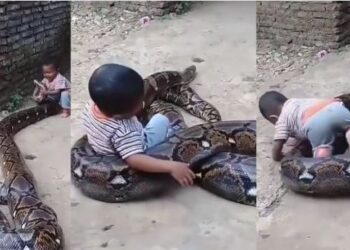 ಹೆಬ್ಬಾವಿನ ಜೊತೆ ಪುಟ್ಟ ಮಗುವಿನ ಆಟ : ವೀಡಿಯೋ ವೈರಲ್..!