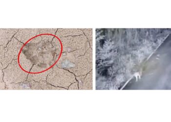 ಪೆರ್ಮುದೆಯ ಪಿಲಿಚಾಮುಂಡಿ ದೈವಸ್ಥಾನದಲ್ಲಿ ಹುಲಿ ಹೆಜ್ಜೆ..! ಅಭಿವೃದ್ಧಿ ಕಾಮಗಾರಿ ವೇಳೆ ಹೆಜ್ಜೆ ಗುರುತು ಪತ್ತೆ