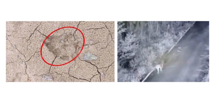 ಪೆರ್ಮುದೆಯ ಪಿಲಿಚಾಮುಂಡಿ ದೈವಸ್ಥಾನದಲ್ಲಿ ಹುಲಿ ಹೆಜ್ಜೆ..! ಅಭಿವೃದ್ಧಿ ಕಾಮಗಾರಿ ವೇಳೆ ಹೆಜ್ಜೆ ಗುರುತು ಪತ್ತೆ