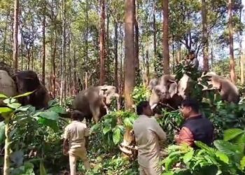 ಅಭಿಮನ್ಯು ನೇತೃತ್ವದಲ್ಲಿ ಕಾರ್ಯಾಚರಣೆ : ಎರಡೇ ಗಂಟೆಯಲ್ಲಿ ಪುಂಡಾನೆ ಸೆರೆ