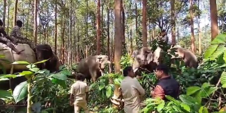 ಅಭಿಮನ್ಯು ನೇತೃತ್ವದಲ್ಲಿ ಕಾರ್ಯಾಚರಣೆ : ಎರಡೇ ಗಂಟೆಯಲ್ಲಿ ಪುಂಡಾನೆ ಸೆರೆ