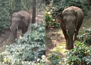 ಘೀಳಿಡುತ್ತಾ ಅಟ್ಟಾಡಿಸಿದ ಒಂಟಿ ಸಲಗ : ಬೈಕ್‌ ಬಿಟ್ಟು ಮರವೇರಿ ಪಾರಾದ ಇಟಿಎಫ್ ಸಿಬ್ಬಂದಿ